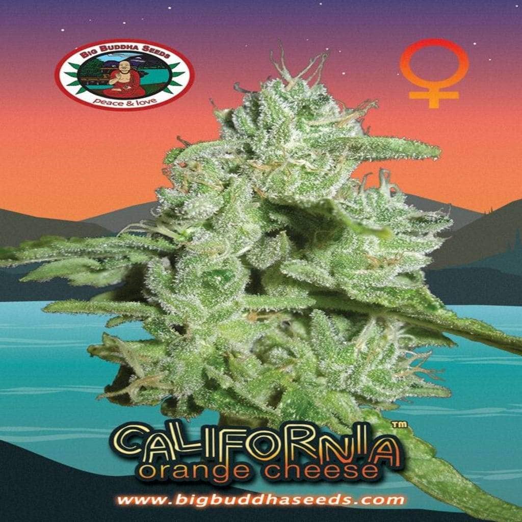 Californian Orange Cheese Cannabis Seeds