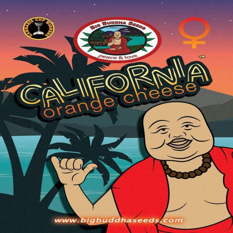 Big Buddha Californian Orange Cheese Cannabis Seeds |  Original Feminised Seeds