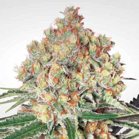 Auto Flowering Cannabis Seeds