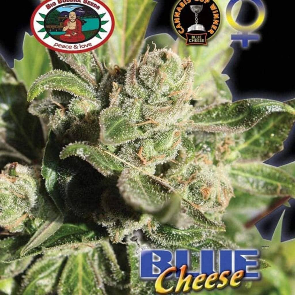 Blue Cheese Cannabis Seeds