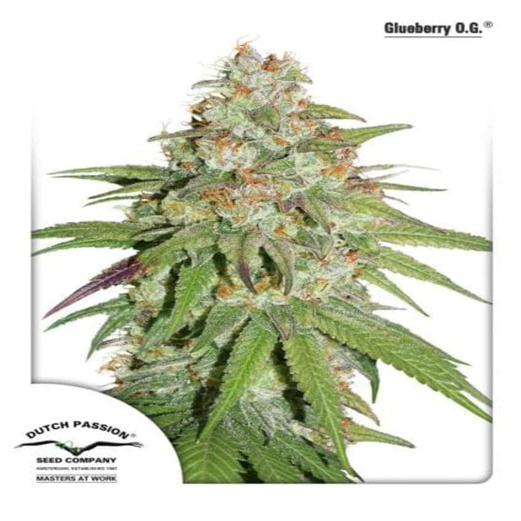 Glueberry OG Cannabis Seeds for sale