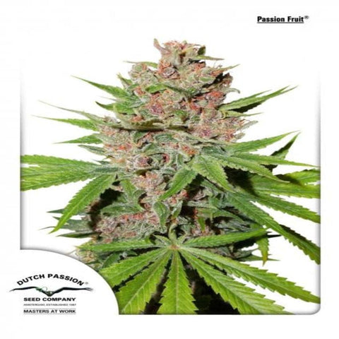Passion Fruit | Feminized Cannabis Seeds | Dutch Passion | Masters At Work