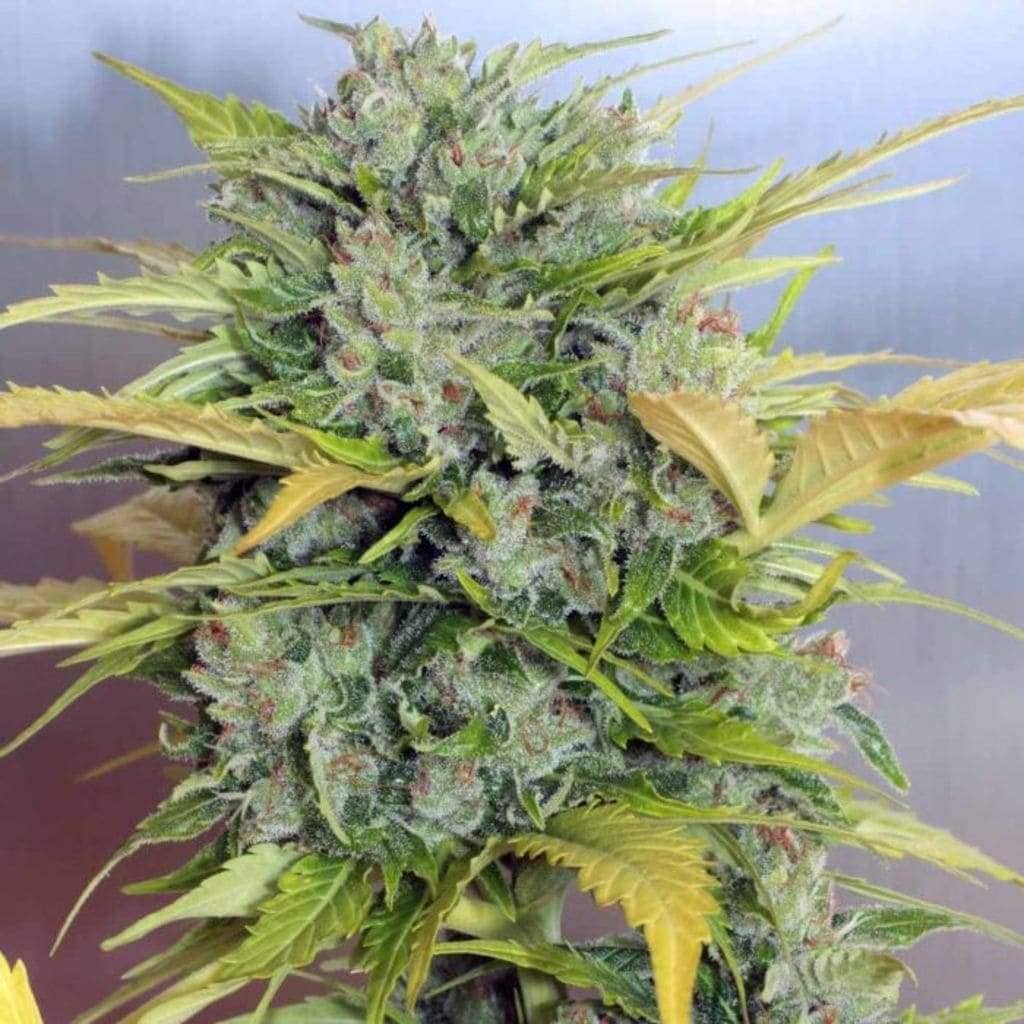 Auto flowering