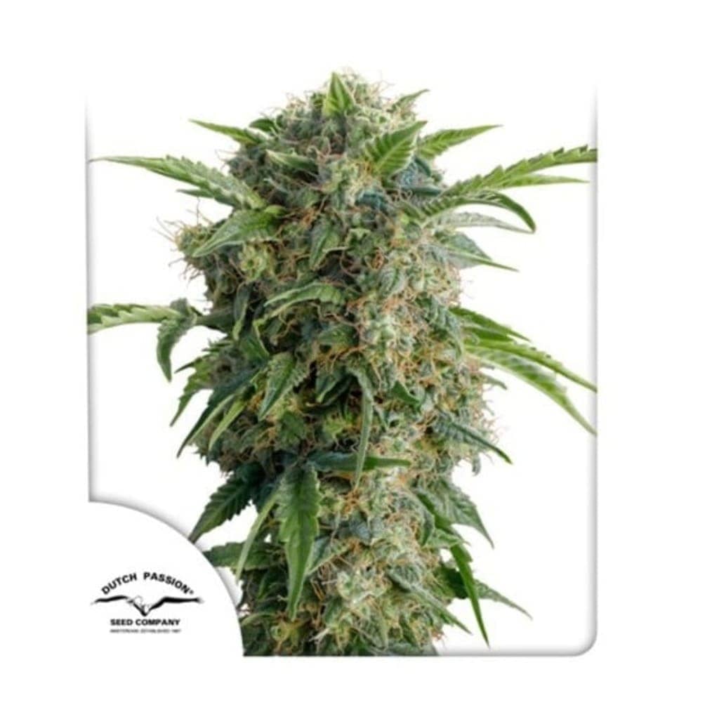 Autoflower