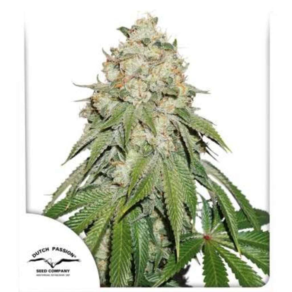 Banana Blaze Cannabis Seeds