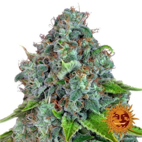 Strawberry Lemonade | Barney's Farm Feminised Cannabis Seeds | Free UK Delivery