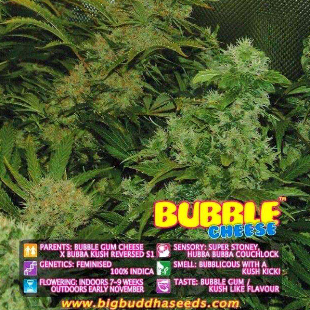 Bubble cheese cannabis seeds from Big Buddha UK for sale