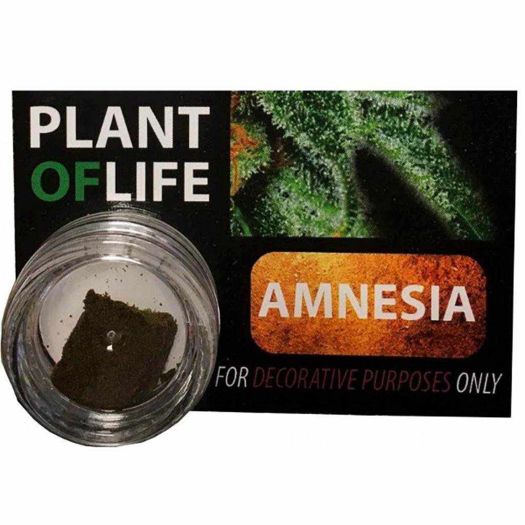 CBD Hashish UK - Plant Of Life Resin