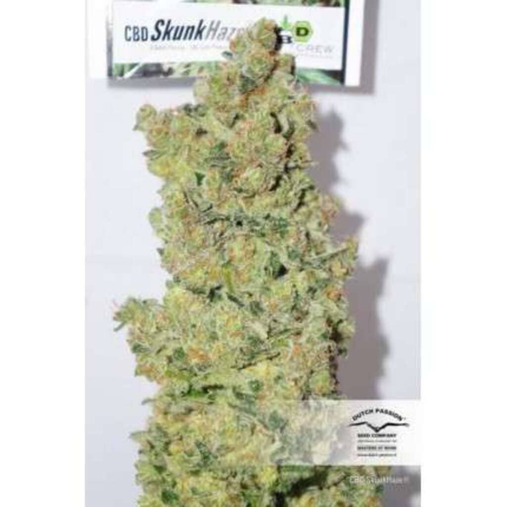 CBD Skunk Haze by Dutch Passion UK