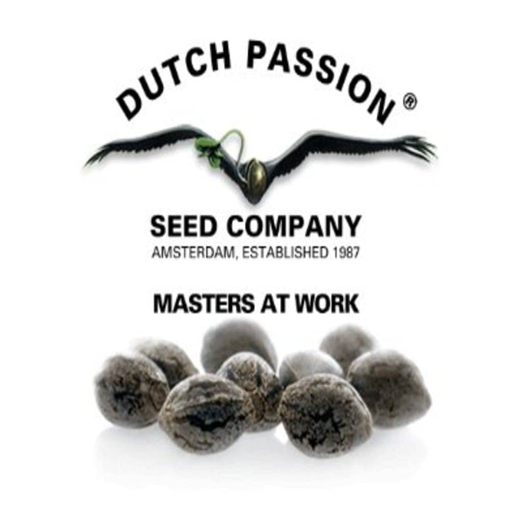 Dutch Passion cannabis seeds best prices 
