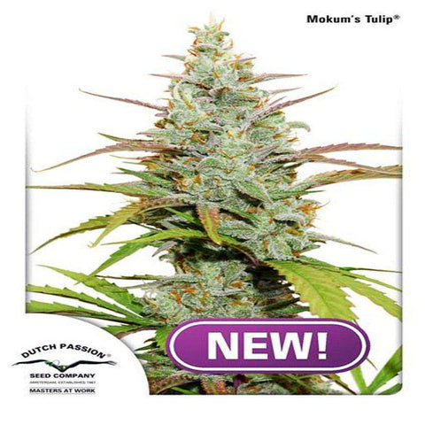 Mokum’s Tulip® Feminized Cannabis Seeds | Dutch Passion | Master At Work