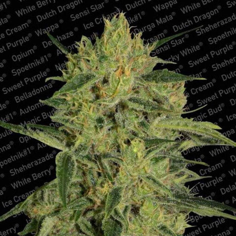Nebula CBD I:I | Paradise Seeds | Medical Hybrid Cannabis Strains | Feminised