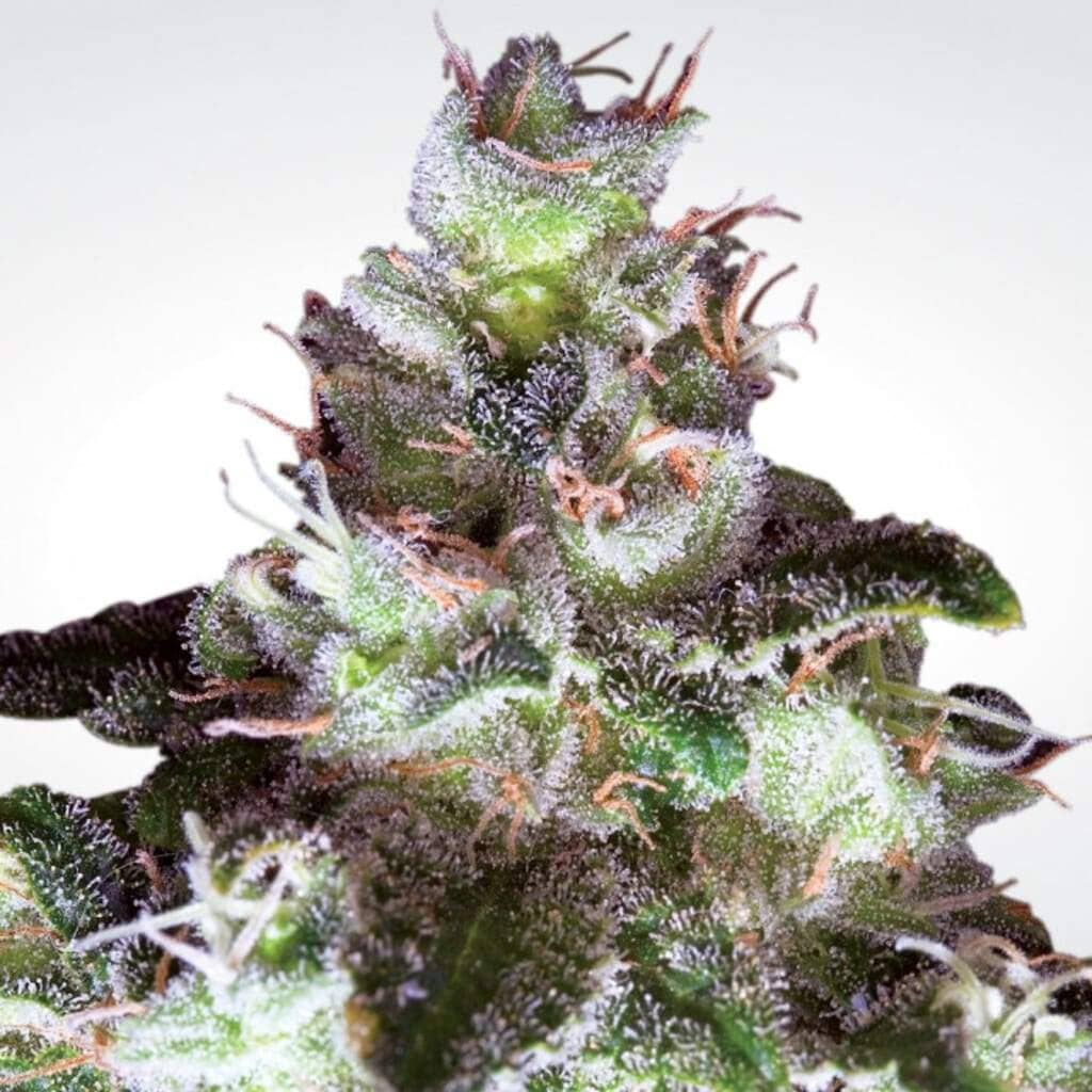 White Widow Original 