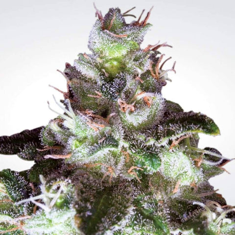 White Widow Original  | Paradise Seeds | Medical Cannabis Strains | Feminised | 5 Pack
