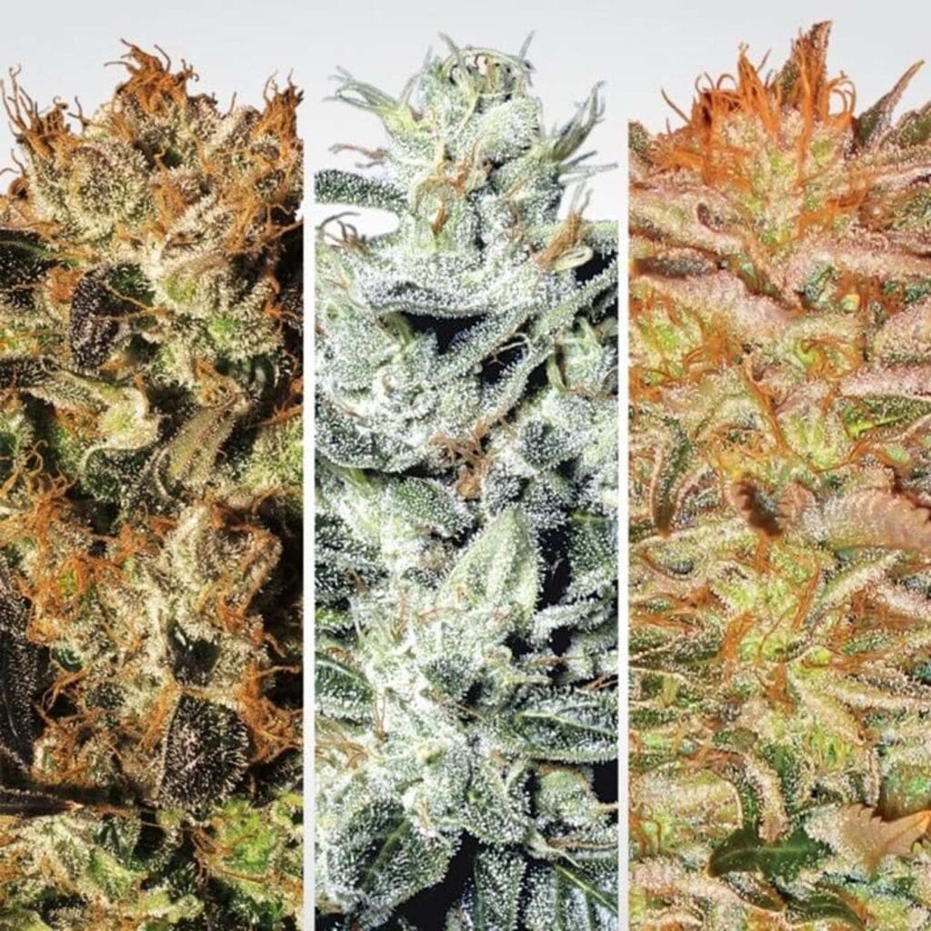 Feminised Cannabis Strains