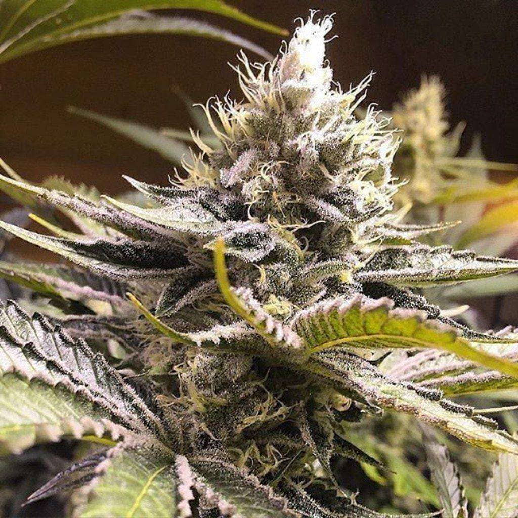 Pure Sativa  Cannabis strain specific Terpene liquid UK raspberry glue
