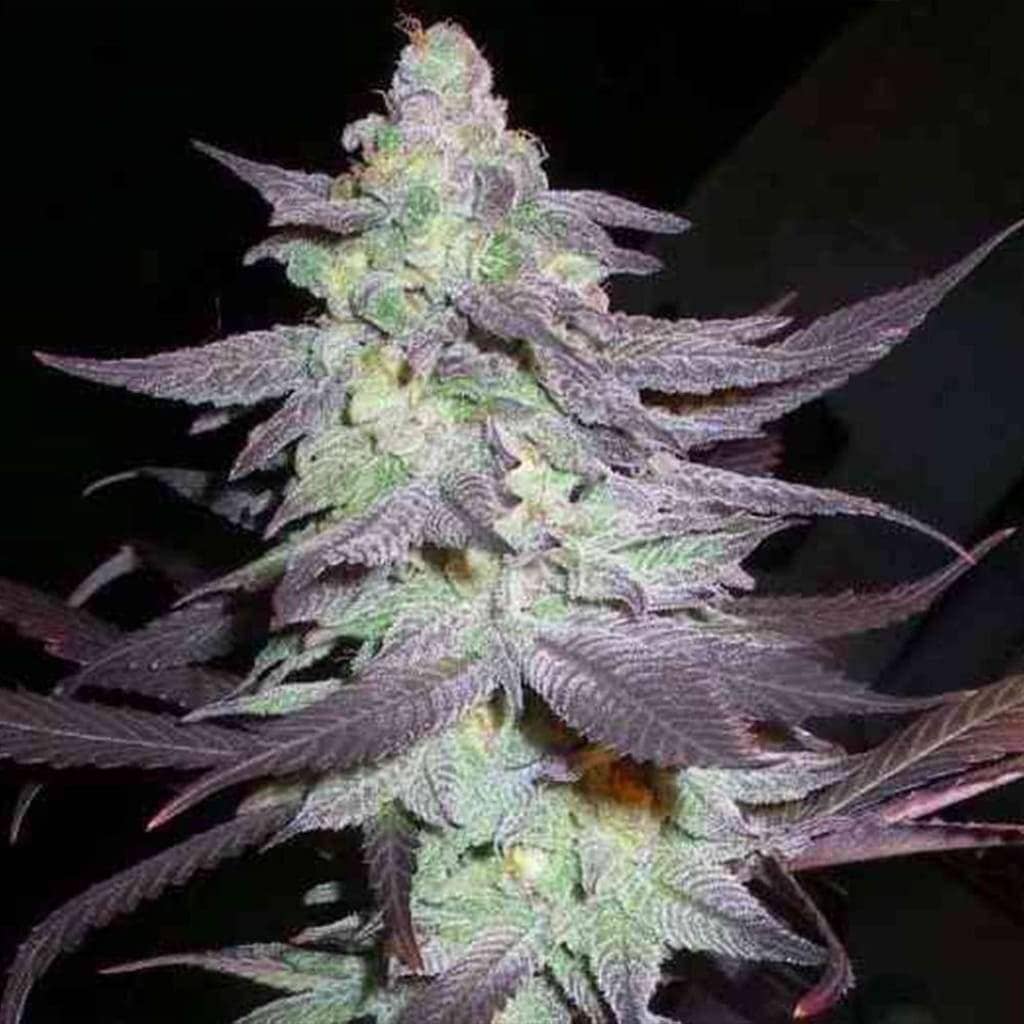 Purple Wreck by Reserva Privada cannabis seeds 