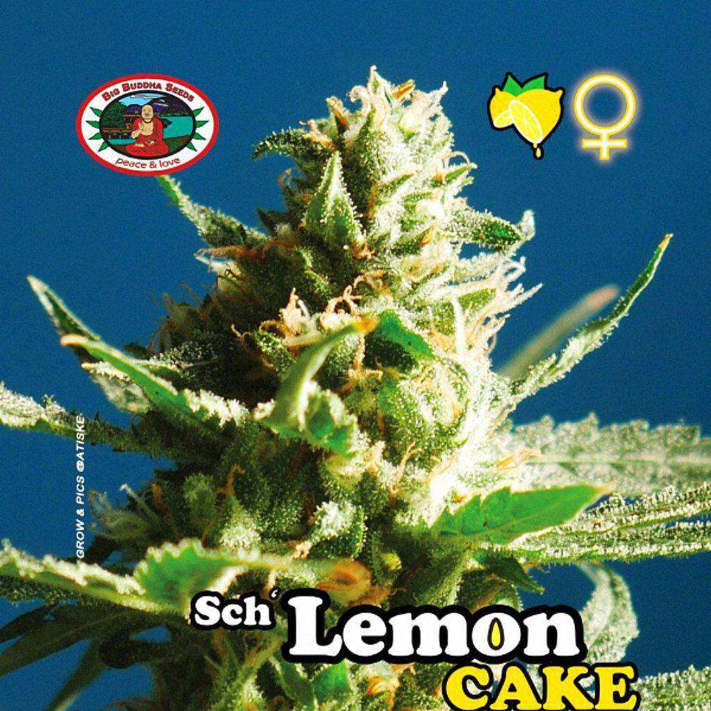 SCH Lemon Cake cannabis seeds from Big Buddha UK for sale
