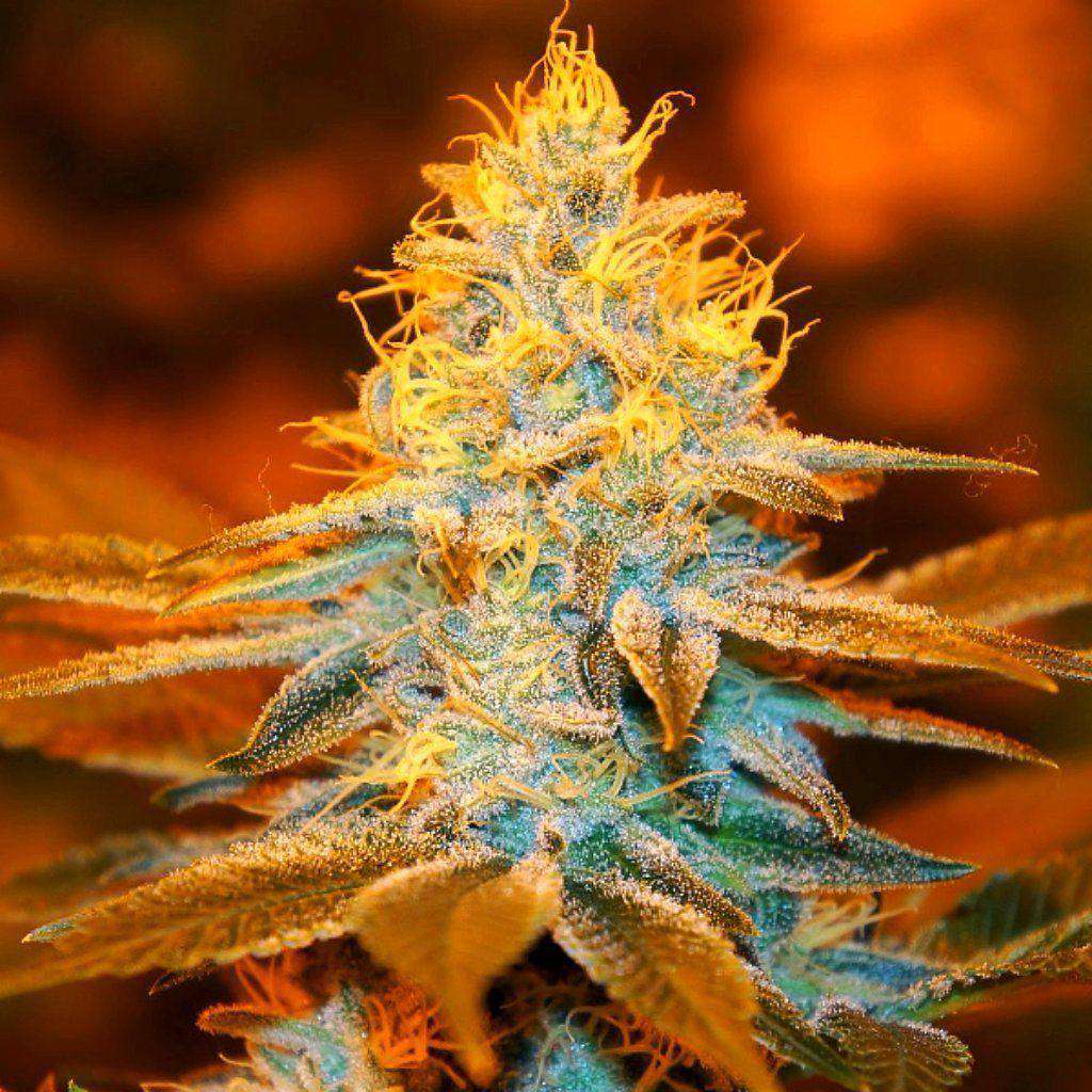 Strawberry Glue UK THseeds 