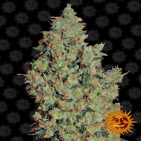 Tangerine Dream | Barney's Farm Feminised Cannabis Seeds | Free UK Delivery