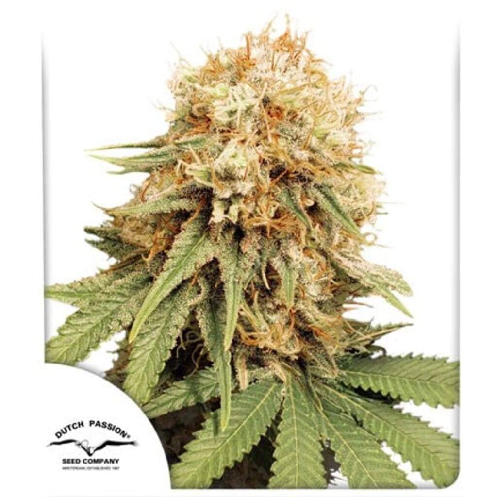 white widow dutch passion cannabis seeds